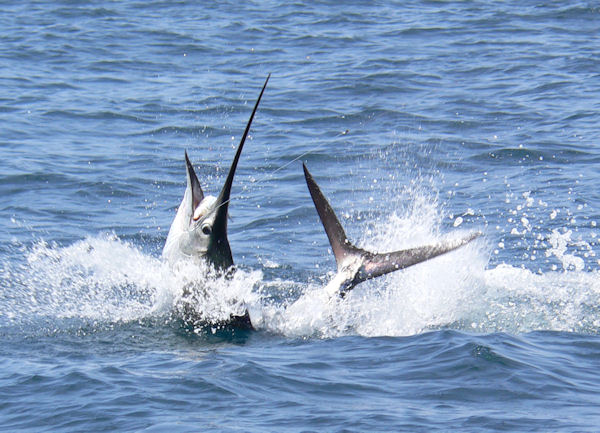 Fishing in senegal